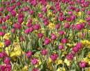 tulips.JPG