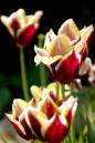 tulips3.jpg