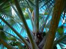 unusual_palm_Noumea_park.jpg