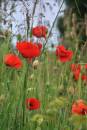 upload400x600poppies.jpg