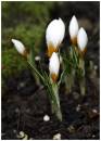 very_early_crocus_.jpg