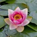 water_Lily1.jpg