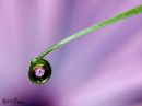 water_drop_purple_flower_resize.jpg
