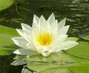 water_lily.JPG