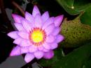 water_lily2.jpg