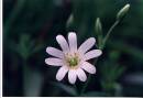 white_flower1.jpg