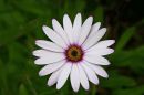 white_flower2.jpg