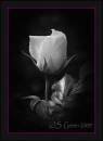 white_rose.jpg