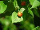 wild_cherry.jpg