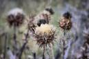 wild_flower-lowres.jpg