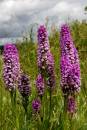 wild_orchids_.jpg