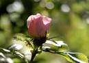 wild_rose.jpg