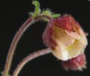 wildflower1.jpg