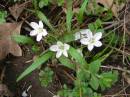 wildflower3.jpg