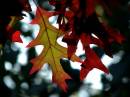 wisley-leaf.jpg