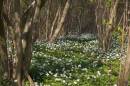 wood-anemone-apr-23-2010-1.jpg