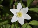 wood-anemone-apr-8-2006-1.jpg