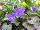 wood_violet_2.jpg