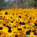 wwt-rubeckia.jpg