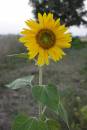 yellow4.jpg