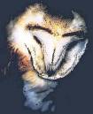 01_barn_owl.jpg