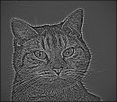 B_W_Cat.jpg