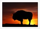 Bison-Sunset.jpg