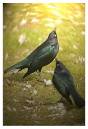 BlackBirds_.jpg