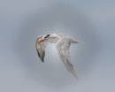 Copy_of_JF-Bird_Art_Samp_040.JPG