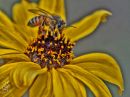DSC5460-R1.jpg