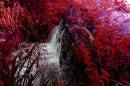 DSC_0044_waterfall_colourised_adobed_Medium_.jpg
