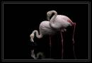 DSC_2328a.jpg