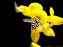 DSC_3344_a_eueodes_nitens_a.jpg