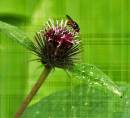 DSC_9151greenweb.jpg