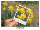 Daffodils.jpg