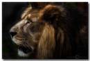 Dragan-Lion.jpg
