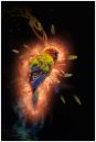 Exploding-Birdweb.jpg