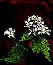 Flower111.jpg