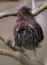 FoxSparrow_oils.jpg