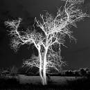 Ghost_Tree.jpg