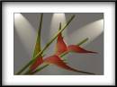 Heliconia-p.jpg