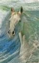 IMG_sea_horse_P1.jpg