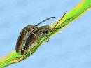 Leaf_beetle_Pair.jpg