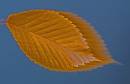 Manipulated_Leaf_B_Leecy.jpg