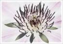 Millenium-9256-Edit-Edit-2_copy.jpg
