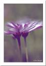 Osteospermum.jpg