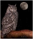 Owl-and-Moon-web.jpg