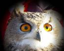 Owl5.jpg