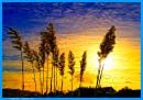 Pampas3.jpg