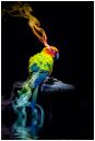 Parrotborderweb.jpg